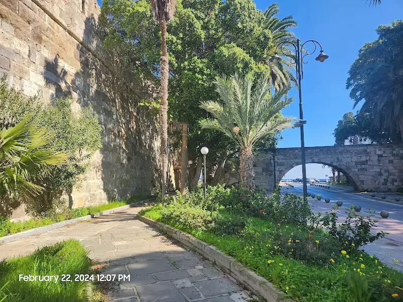 Hippocrates Plane Tree