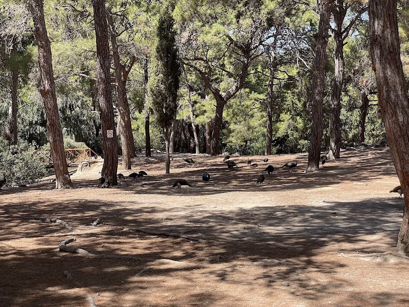Plaka Forest