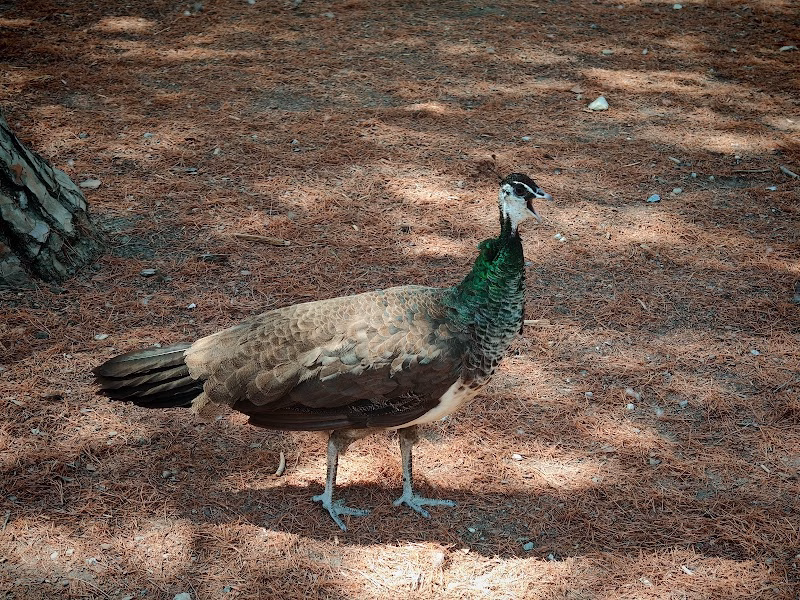 Plaka Forest