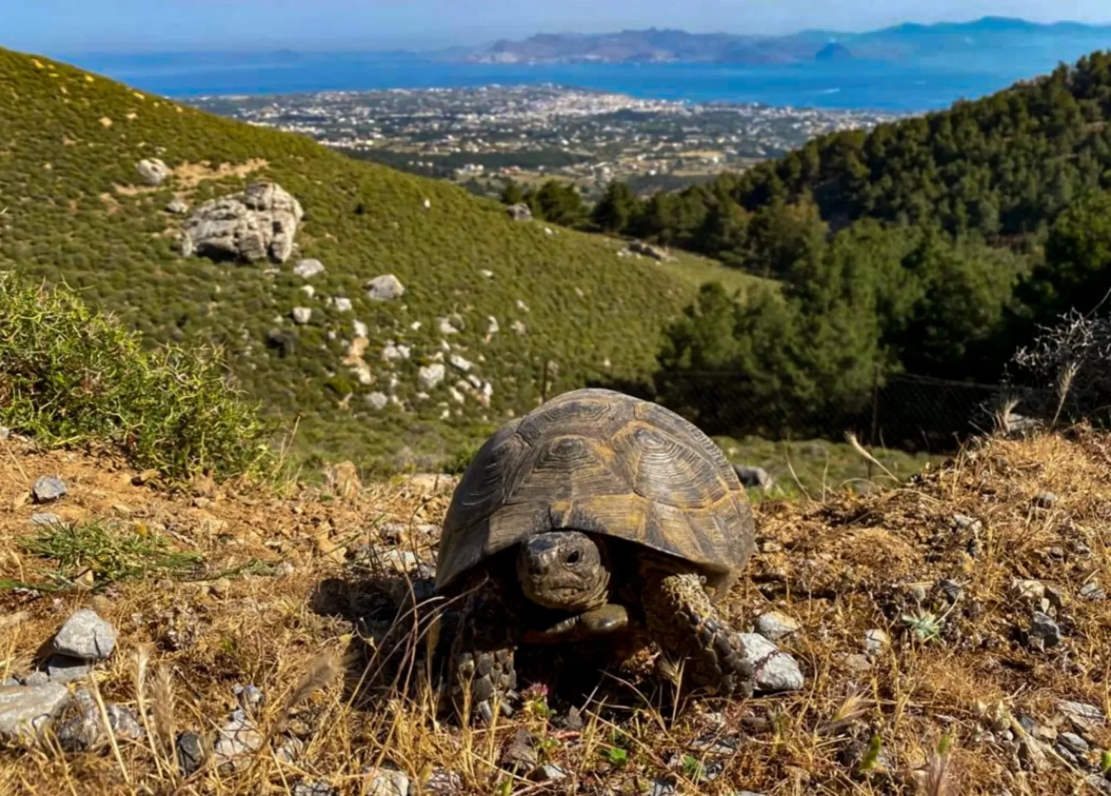 Gallery image for Turtle Hiking Kefalos
